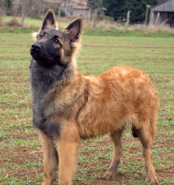 Des Gardiens De Chansaye - Chiots disponibles - Berger Belge