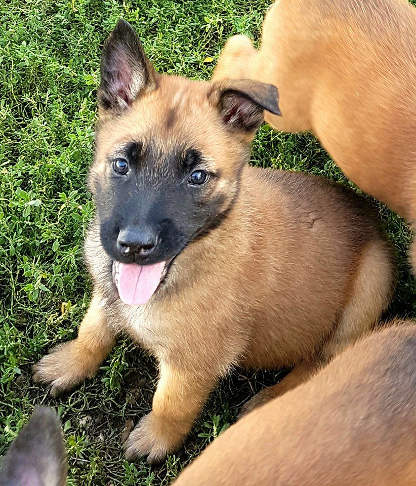 Des Gardiens De Chansaye - Chiots disponibles - Berger Belge