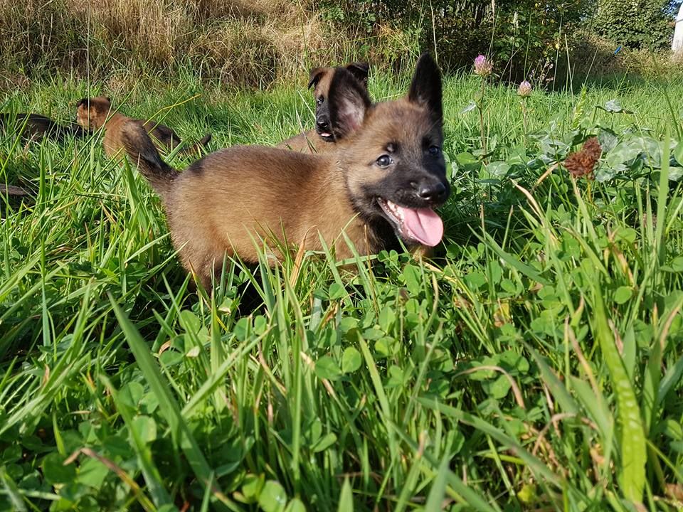 Des Gardiens De Chansaye - Chiots disponibles - Berger Belge