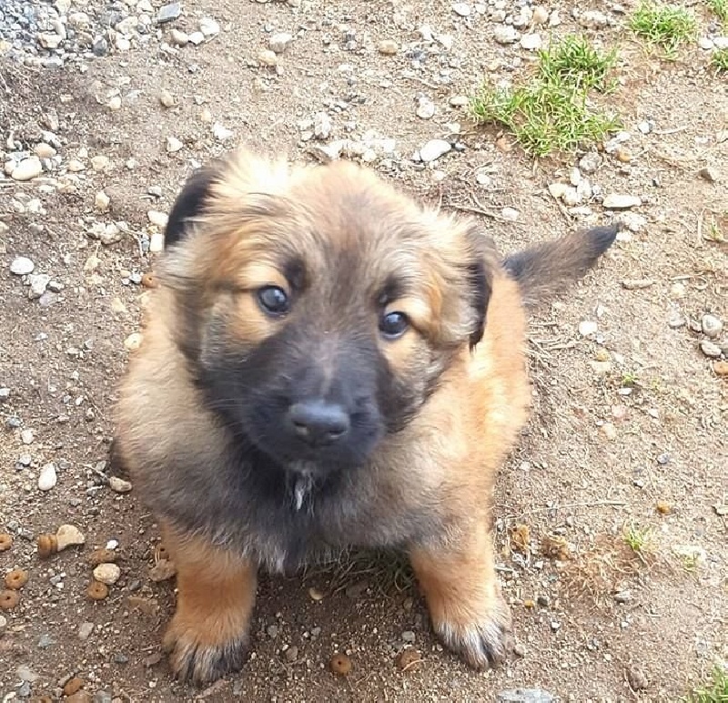 Des Gardiens De Chansaye - Chiots disponibles - Berger Belge