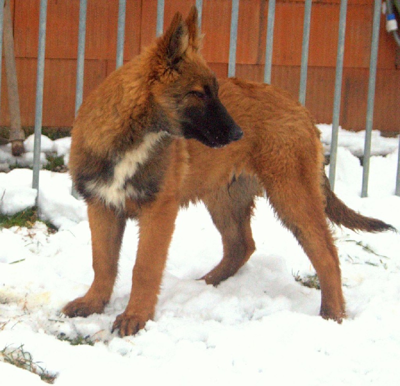 Des Gardiens De Chansaye - Chiots disponibles - Berger Belge